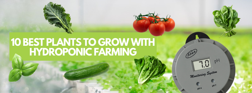 10 Best Plants to Grow with Hydroponic Farming