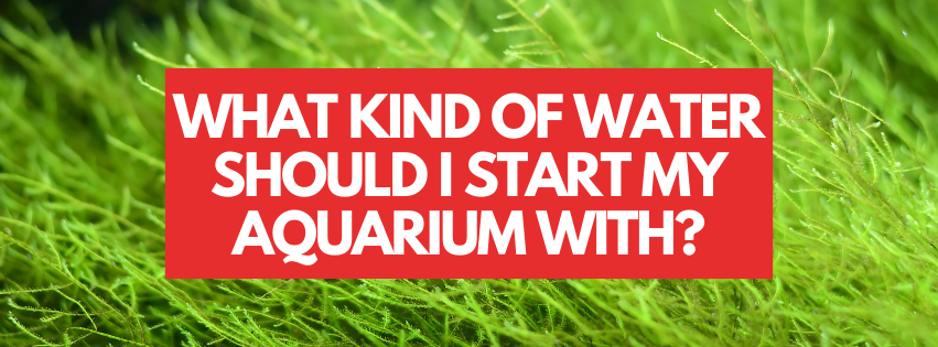 The Aquarium Water Dilemma